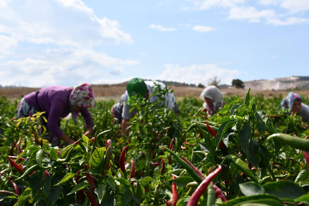 Osmanlı'dan günümüze balkondan da sofraya! Tescilli acı biberin hikayesi 8